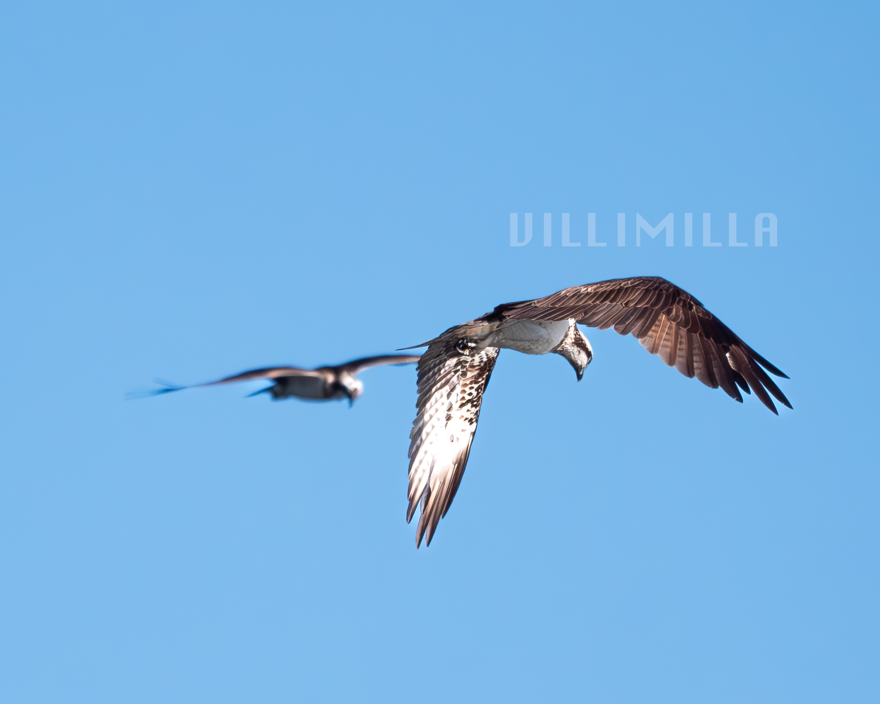 Osprey show