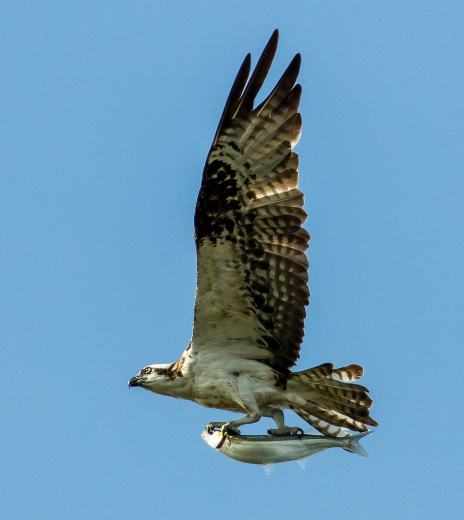 Osprey Skyboarding Fish