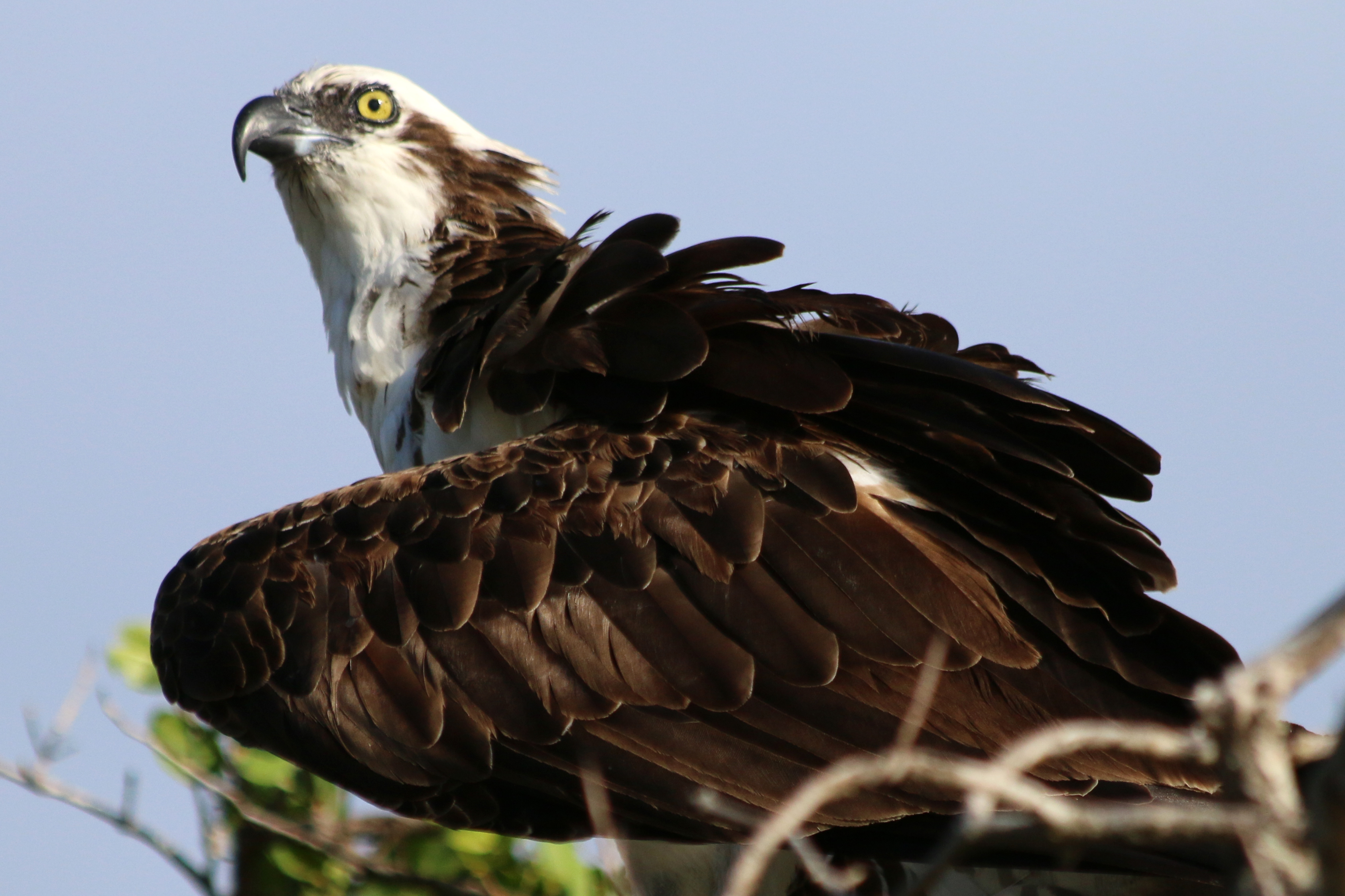 Osprey with a History 3