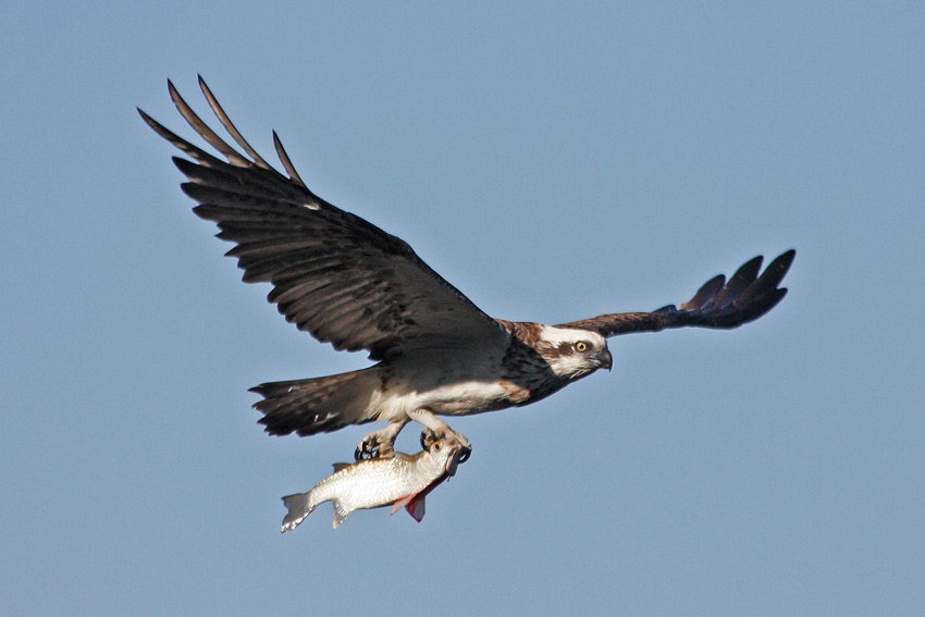 Osprey with fish