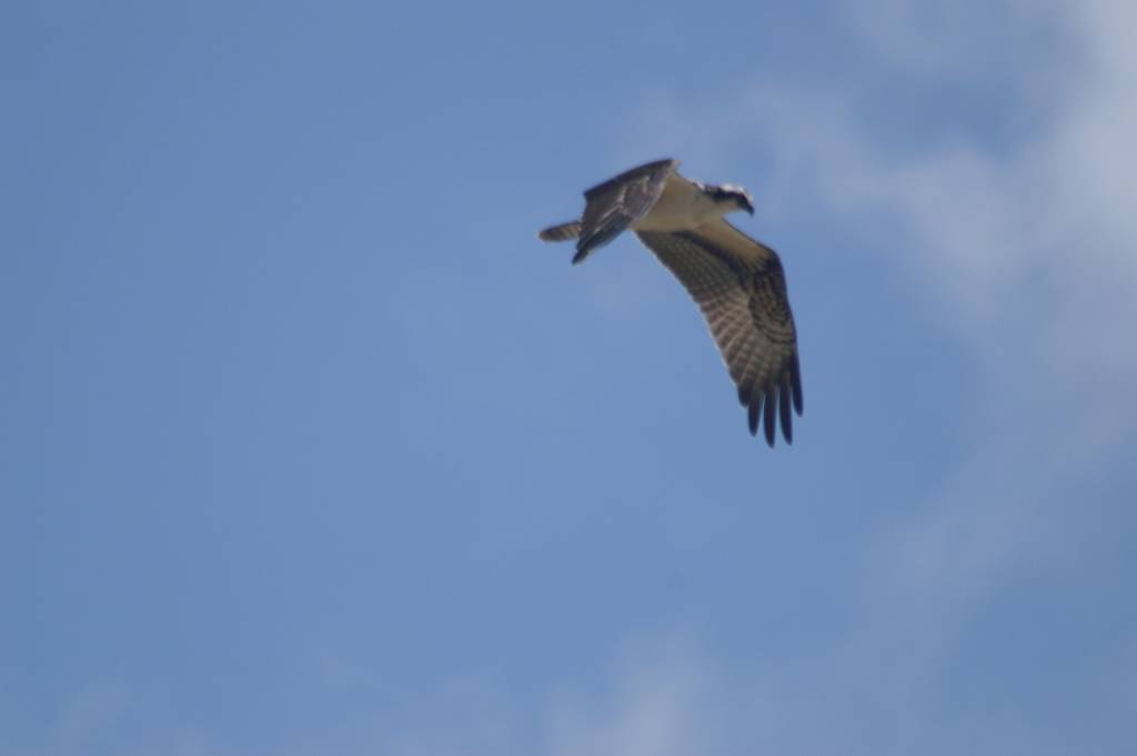 osprey