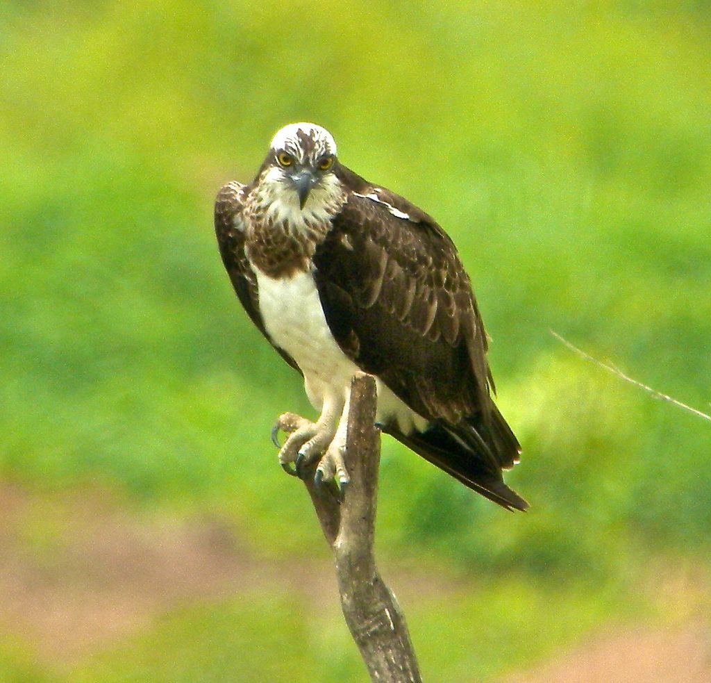 Osprey