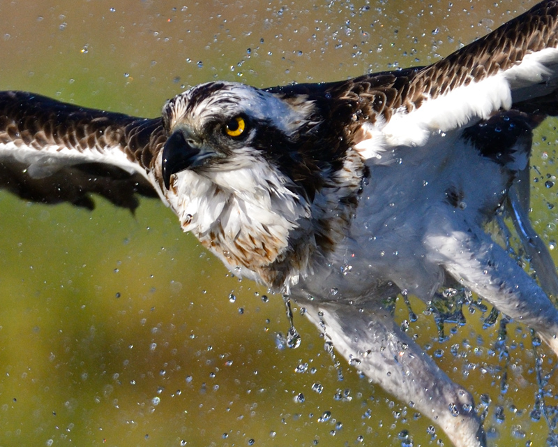 Osprey