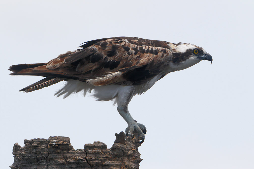 Osprey