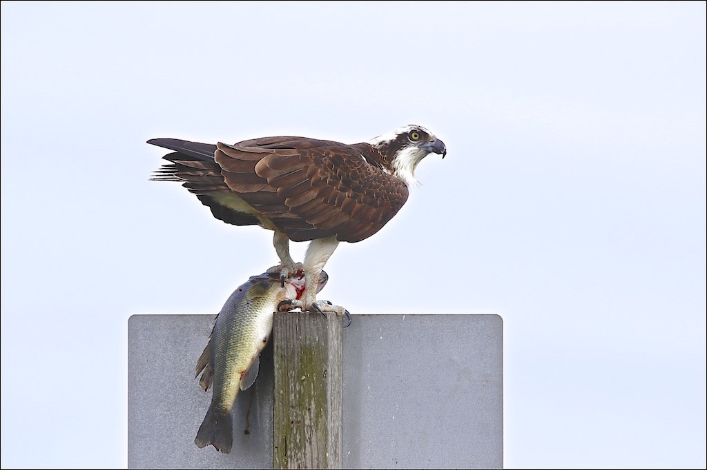 Osprey