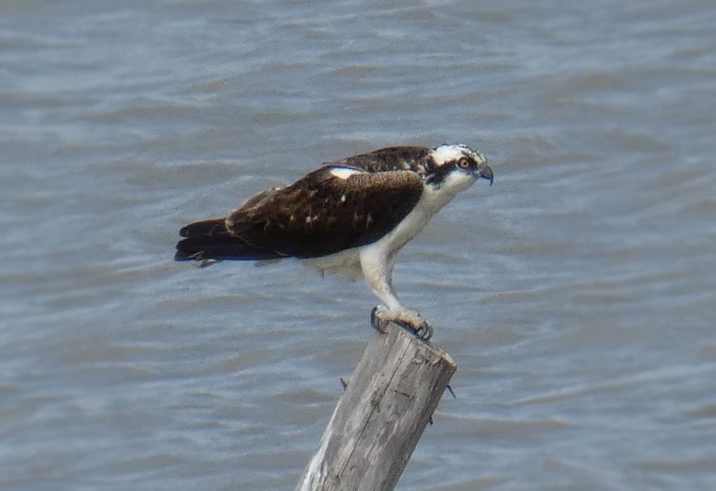 Osprey