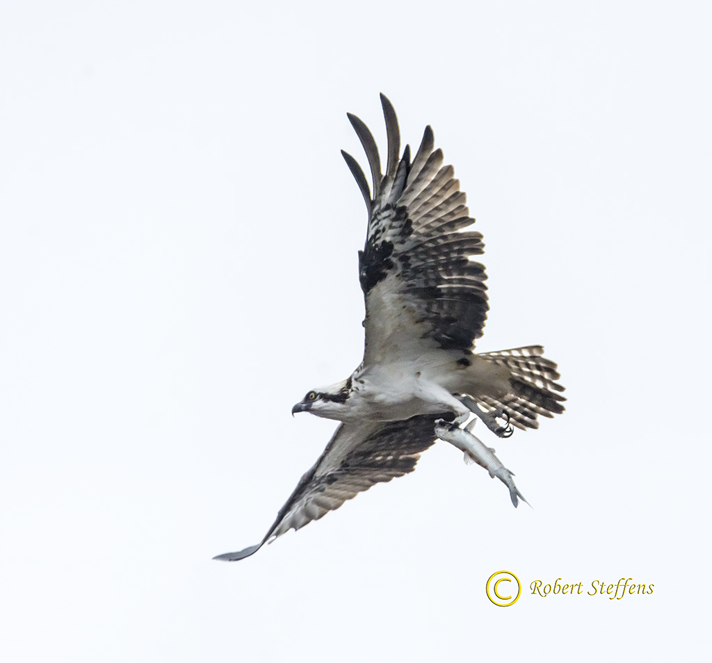 Osprey