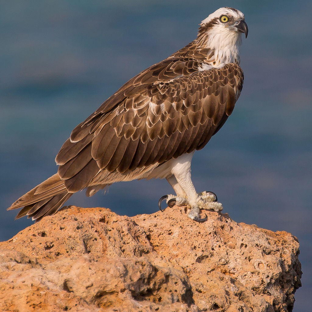 Osprey