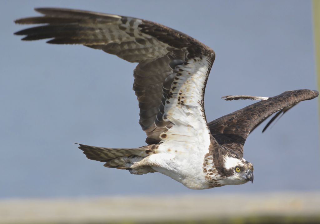 Osprey