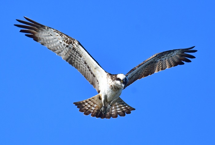 Osprey