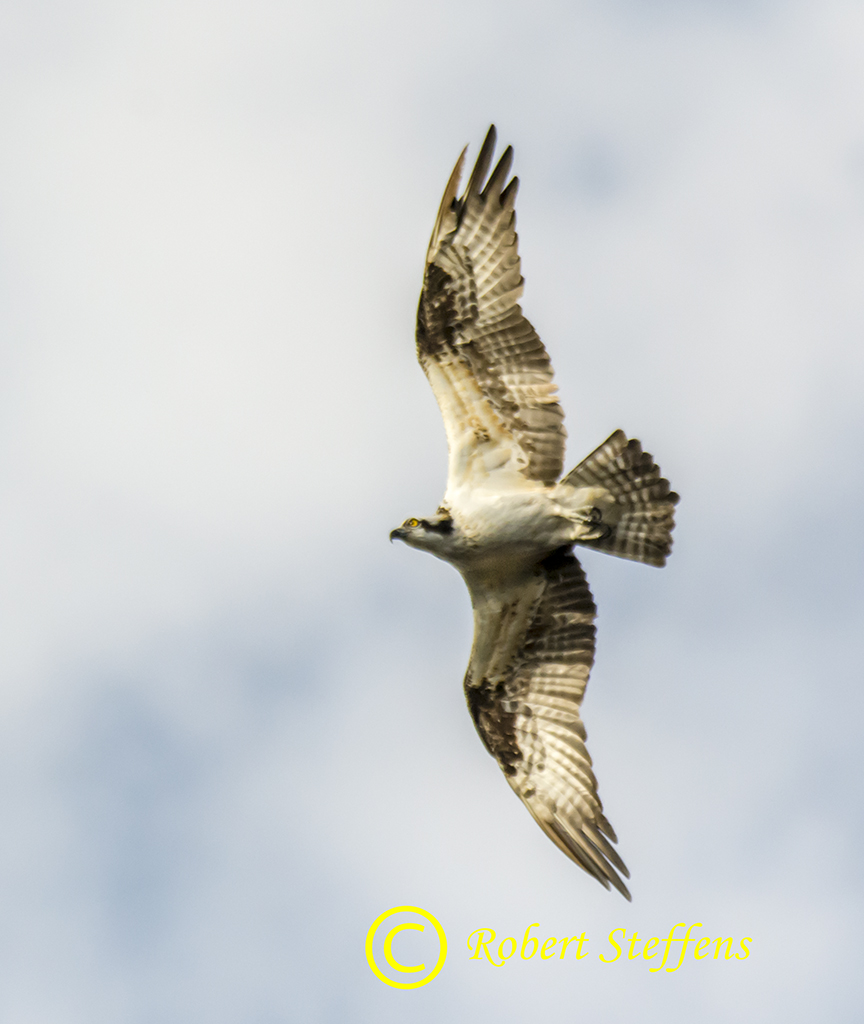 Osprey