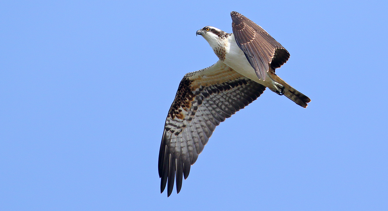 Osprey