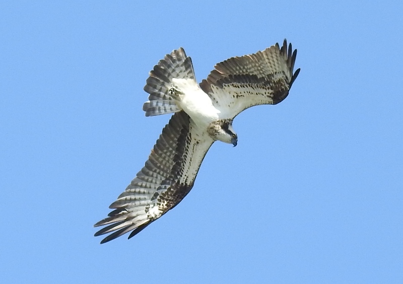 Osprey