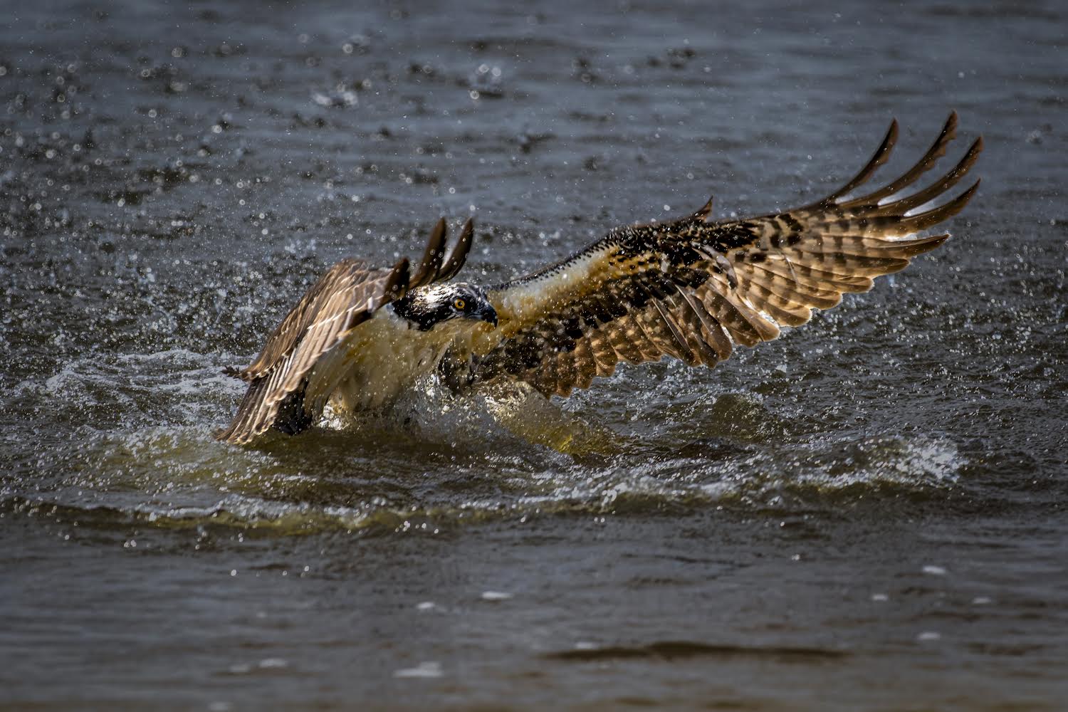 Osprey