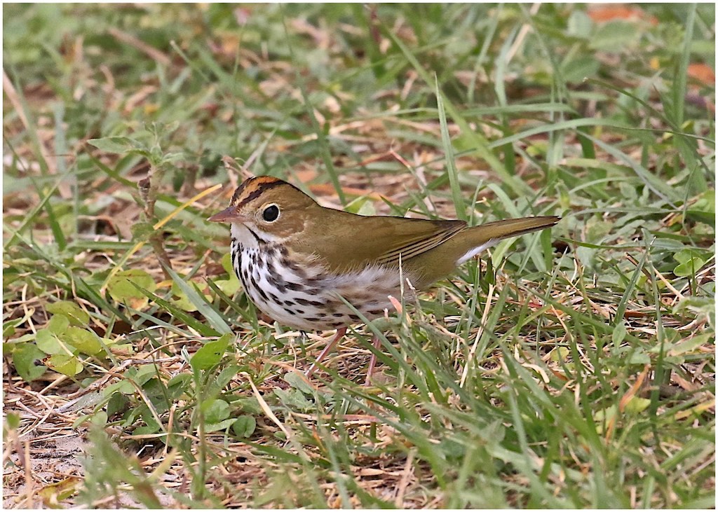 Ovenbird