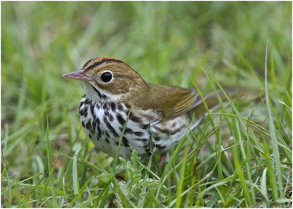 Ovenbird