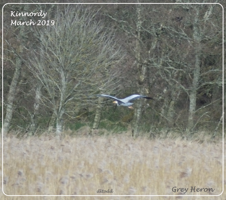 Over the reeds