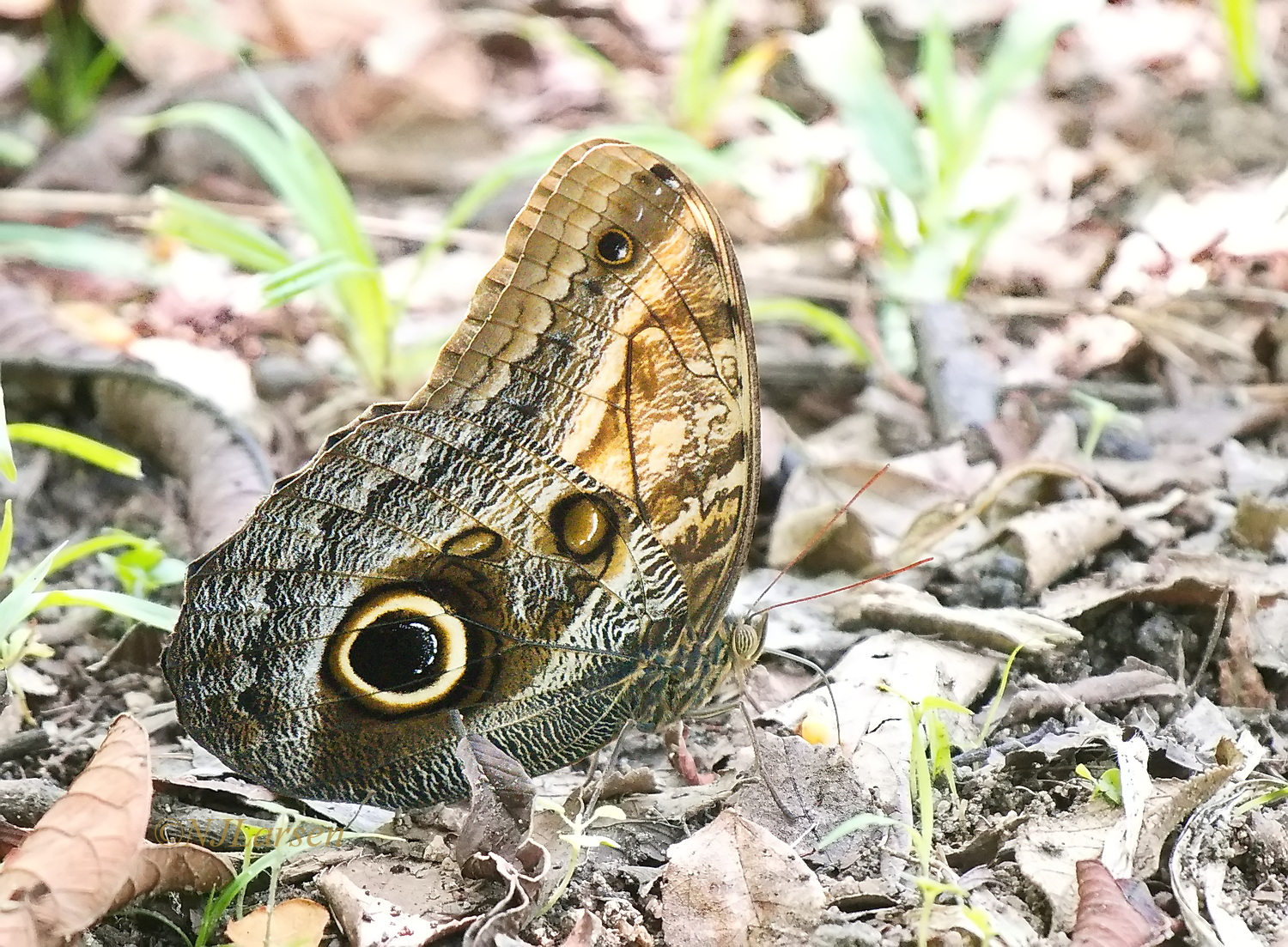 Owl Butterfly sp