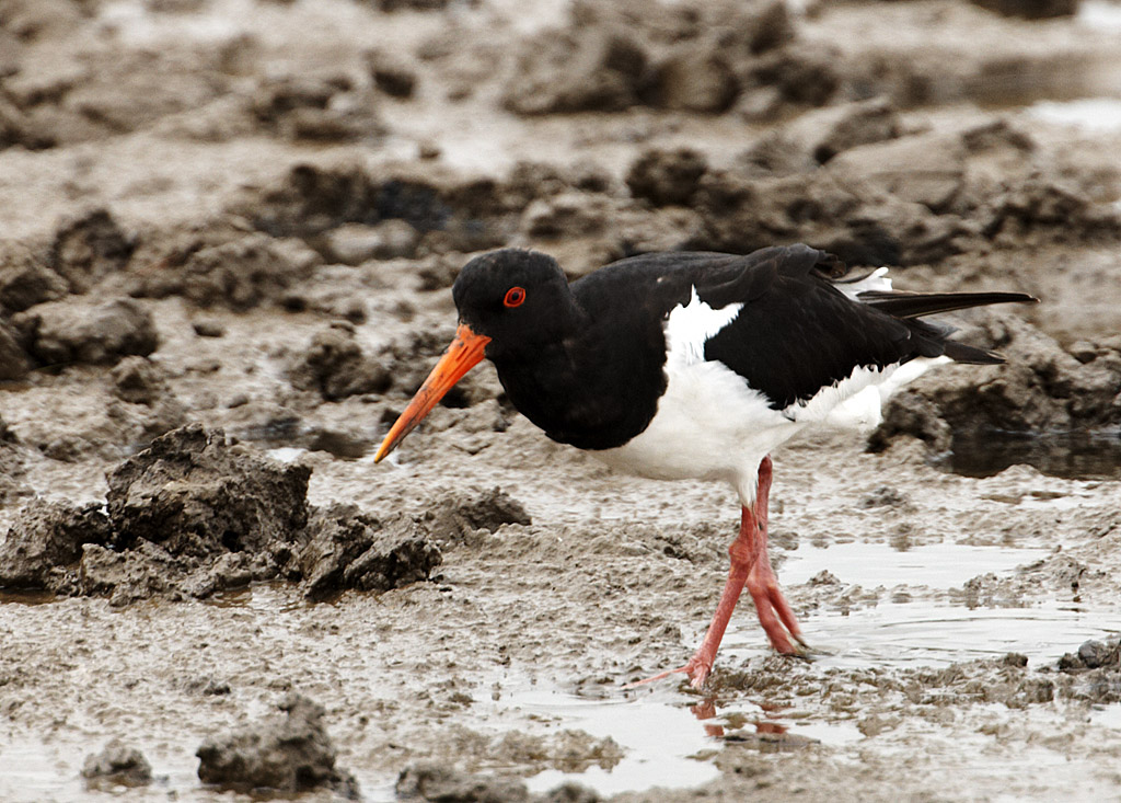 Oyster catcher