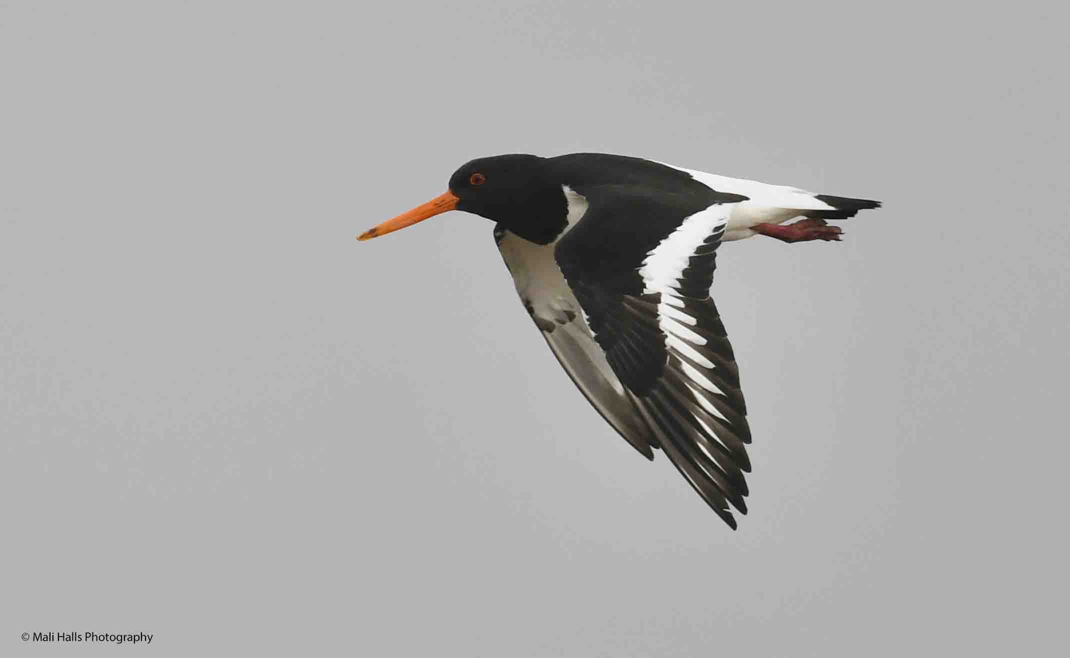 Oystercatcher 1096.jpg