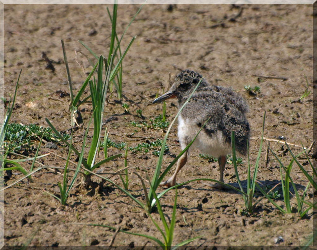 Oystercatcher Chick for KC