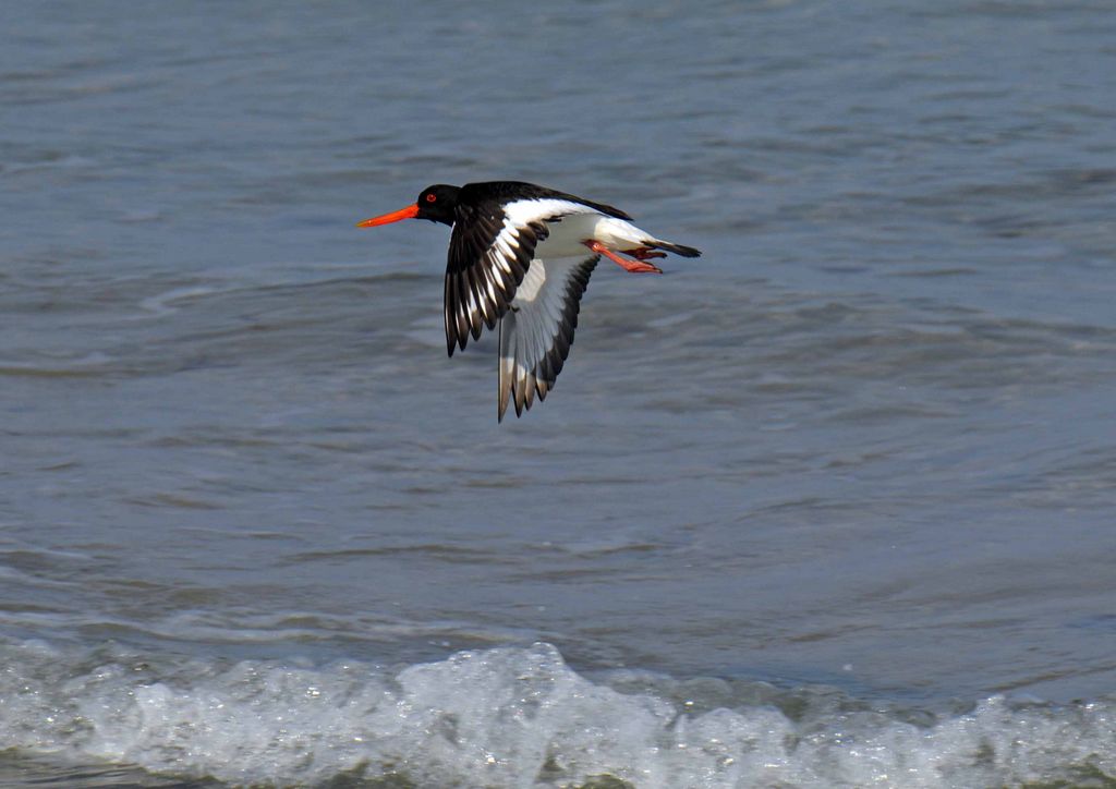 Oystercatcher