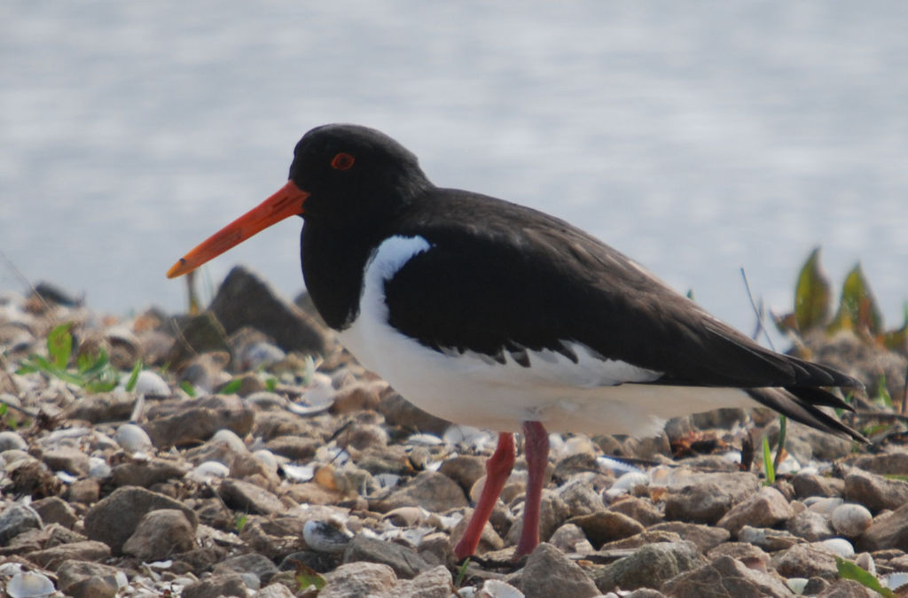 Oystercatcher