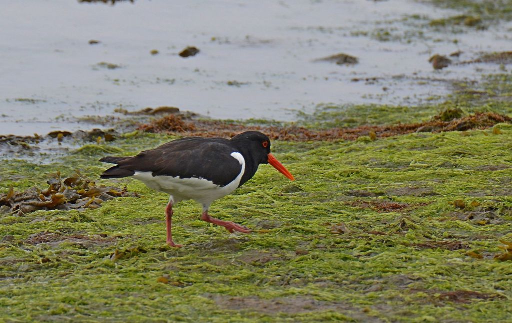 OYSTERCATCHER