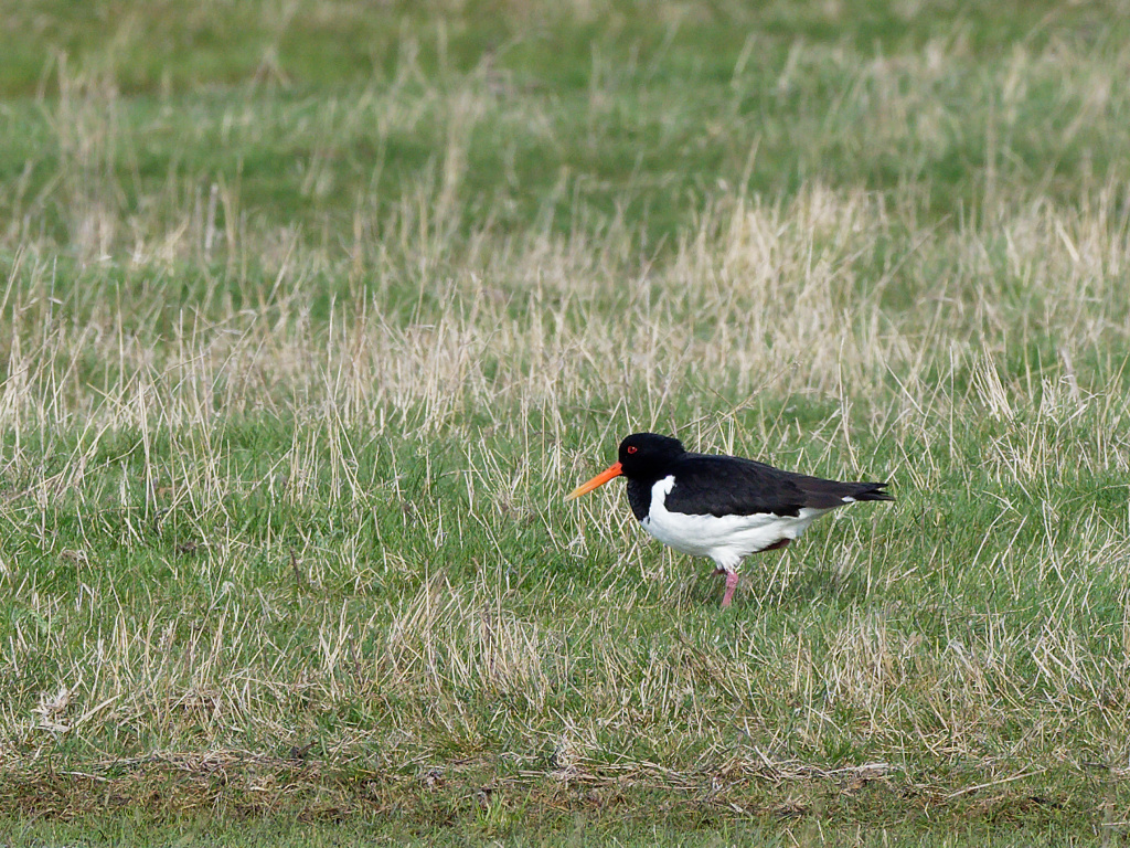 Oystercatcher