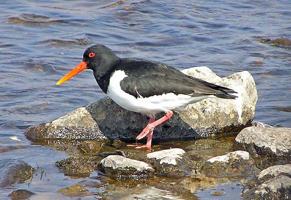 Oystercatcher