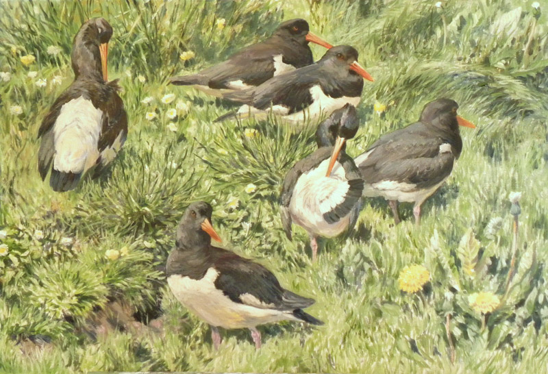 oystercatchers