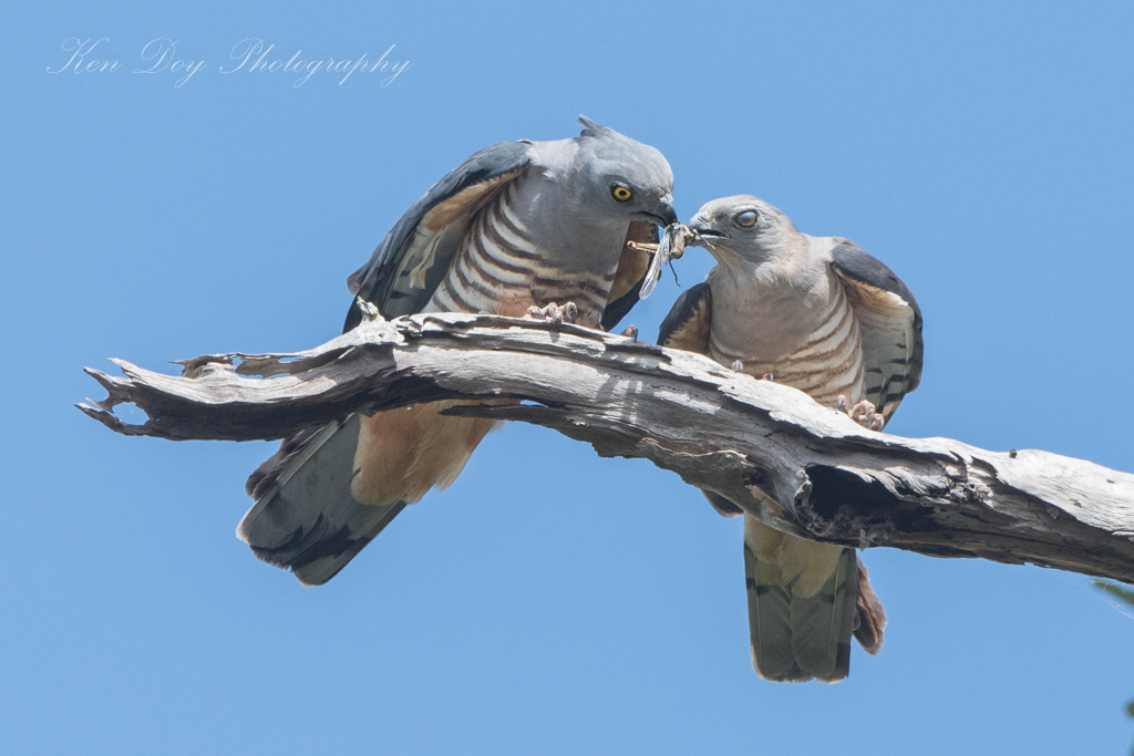 Pacific Baza ( Sharing is caring )