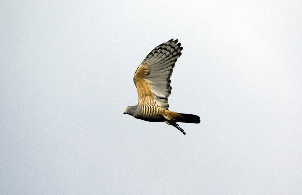 Pacific Baza