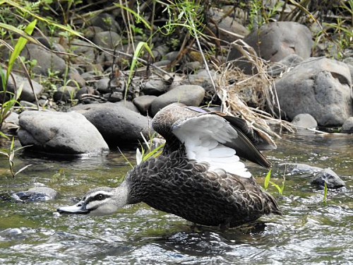 Pacific black Duck having fun in the water
