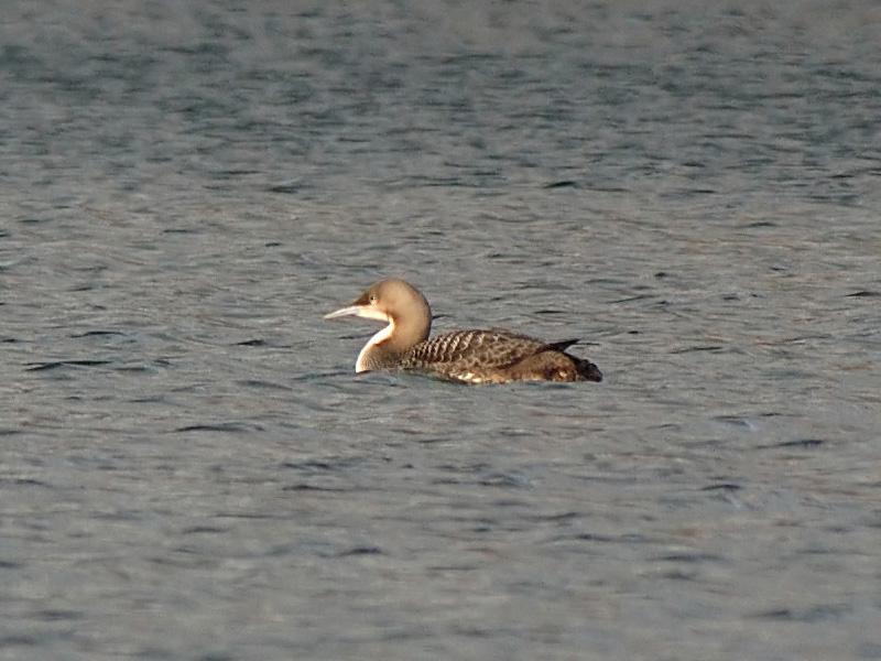 Pacific Diver