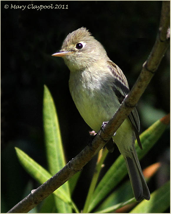 Pacific-slope Flycatcher