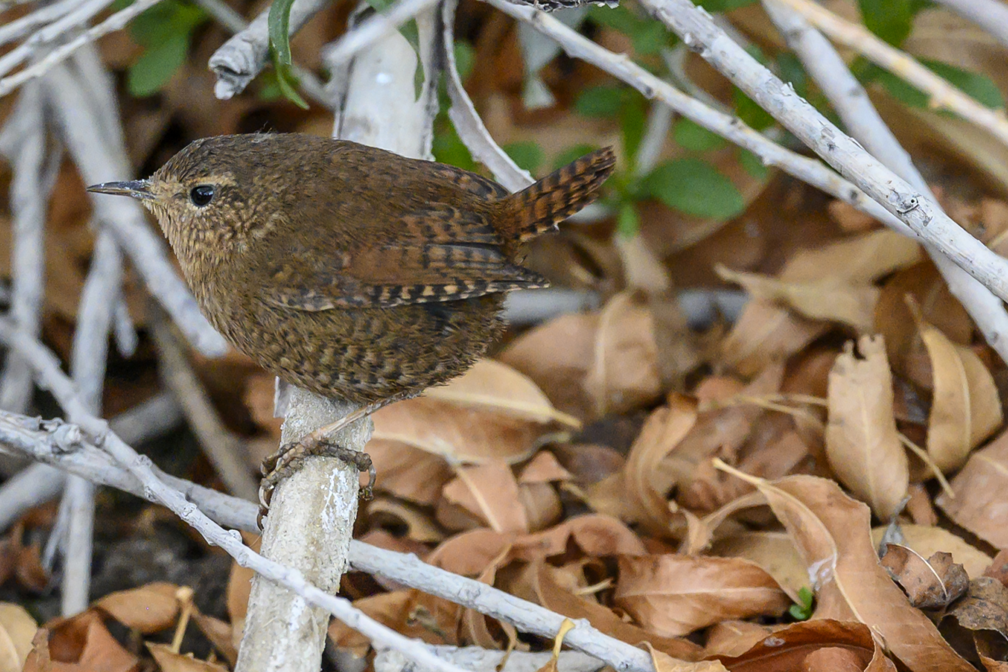 Pacific wren.jpg