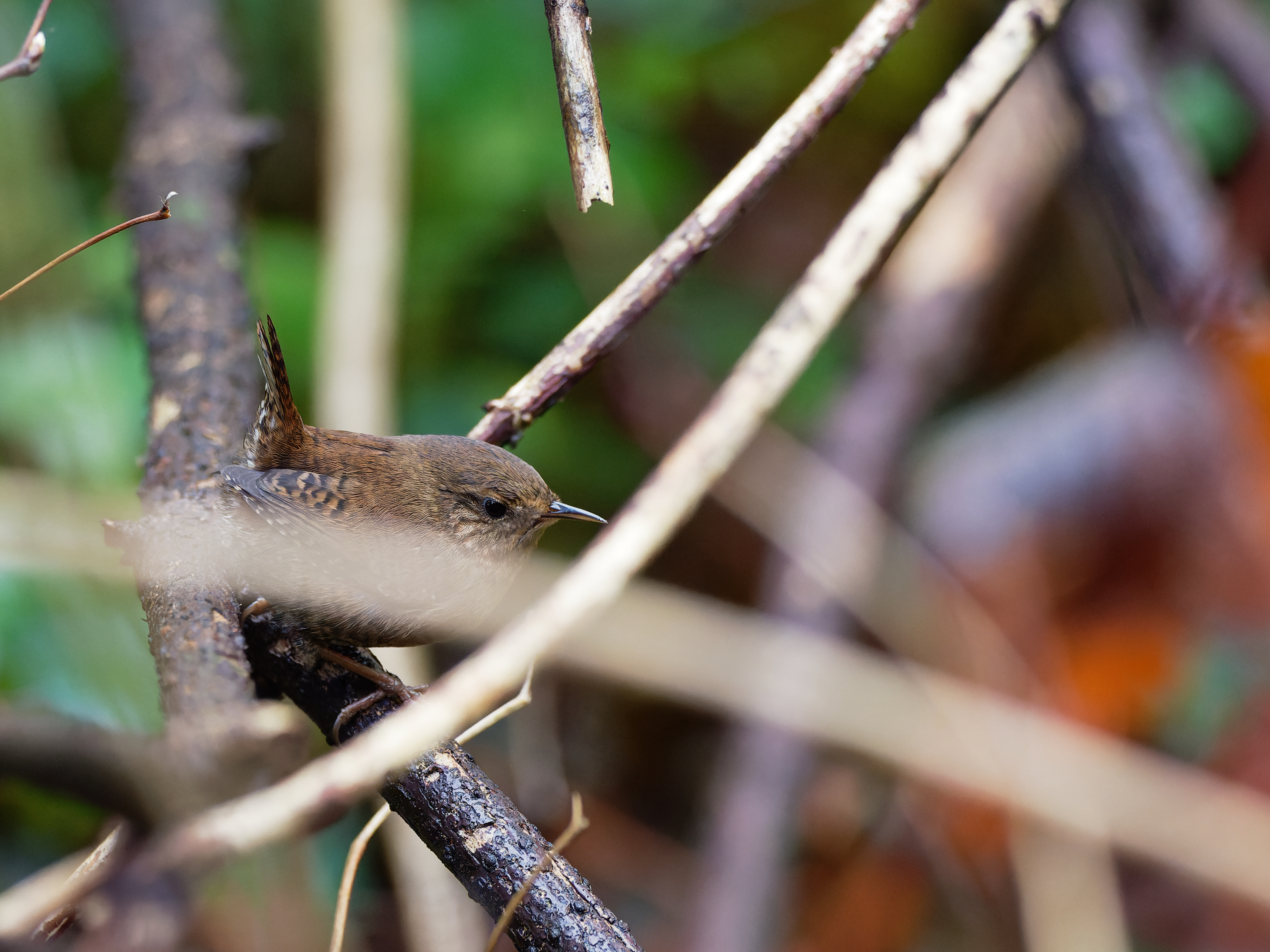 Pacific wren