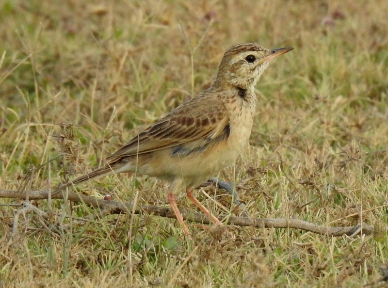 Paddyfield Pipit