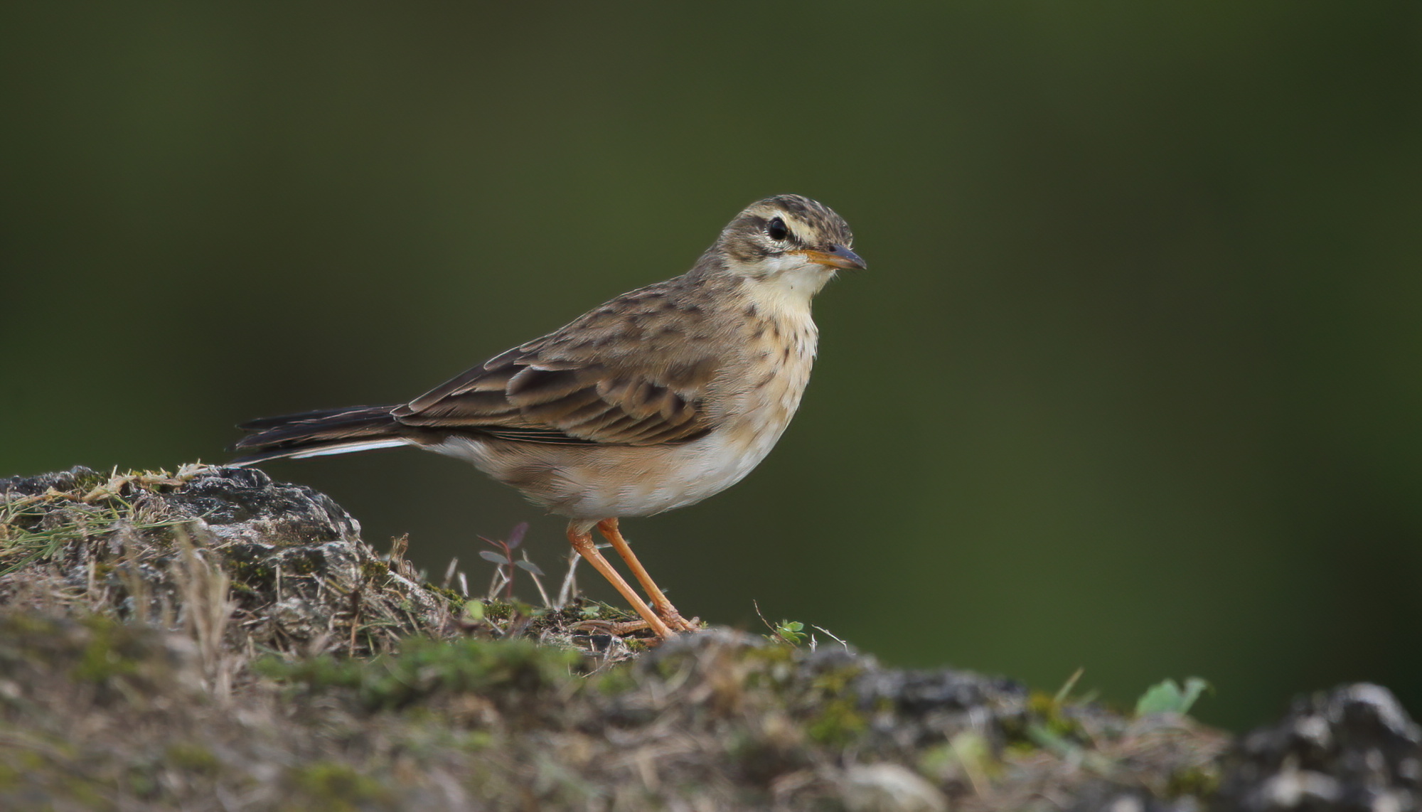 Paddyfield Pipit