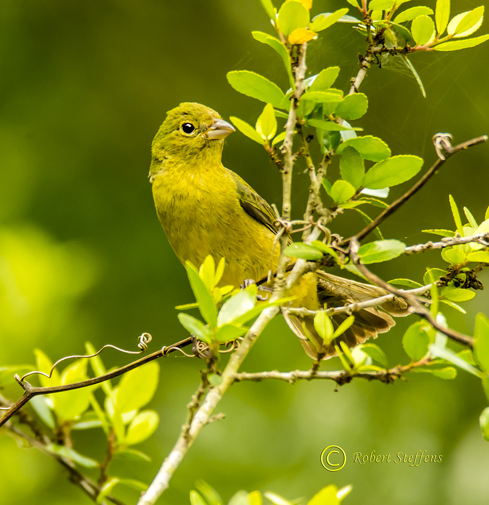 Painted Bunting, female