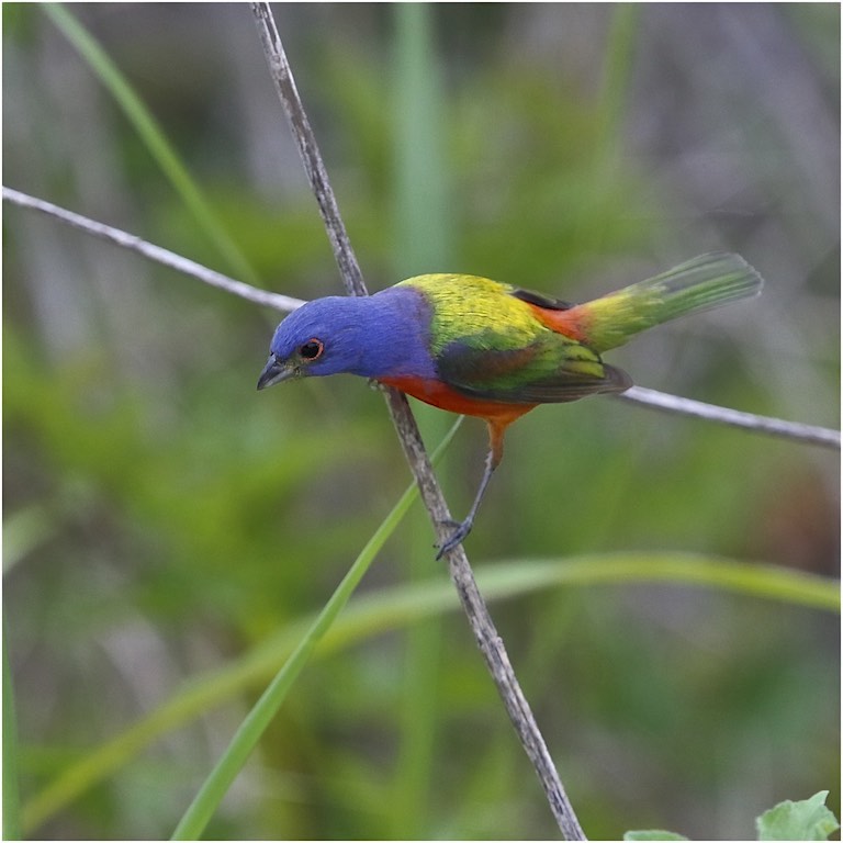 Painted Bunting (male)