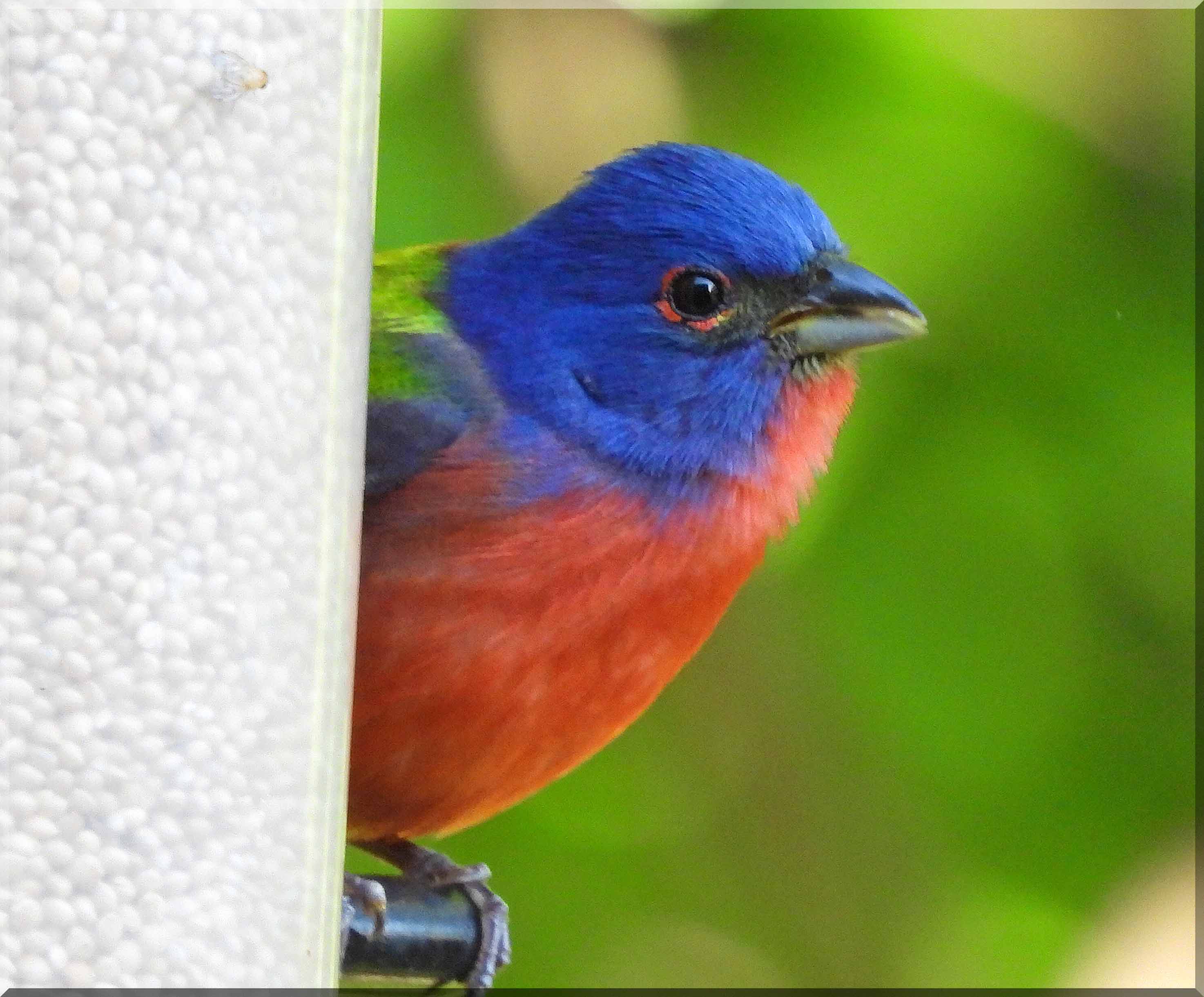 Painted Bunting, Male