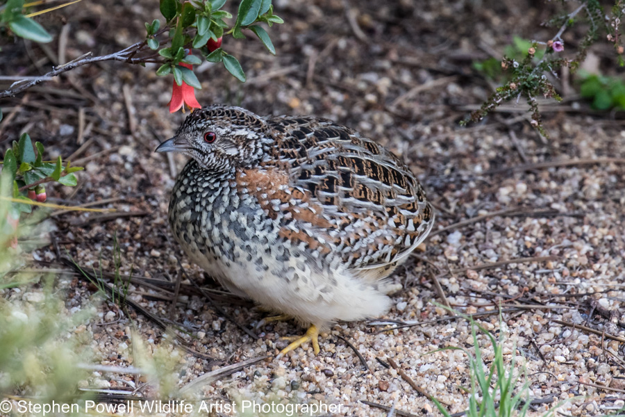 Painted Button-quail