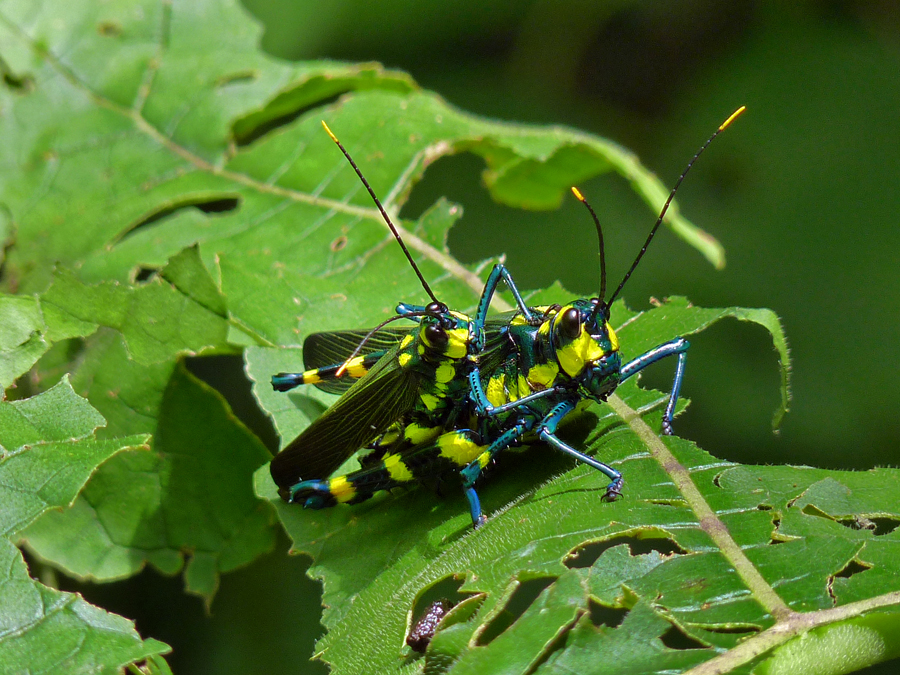 Painted grasshopper