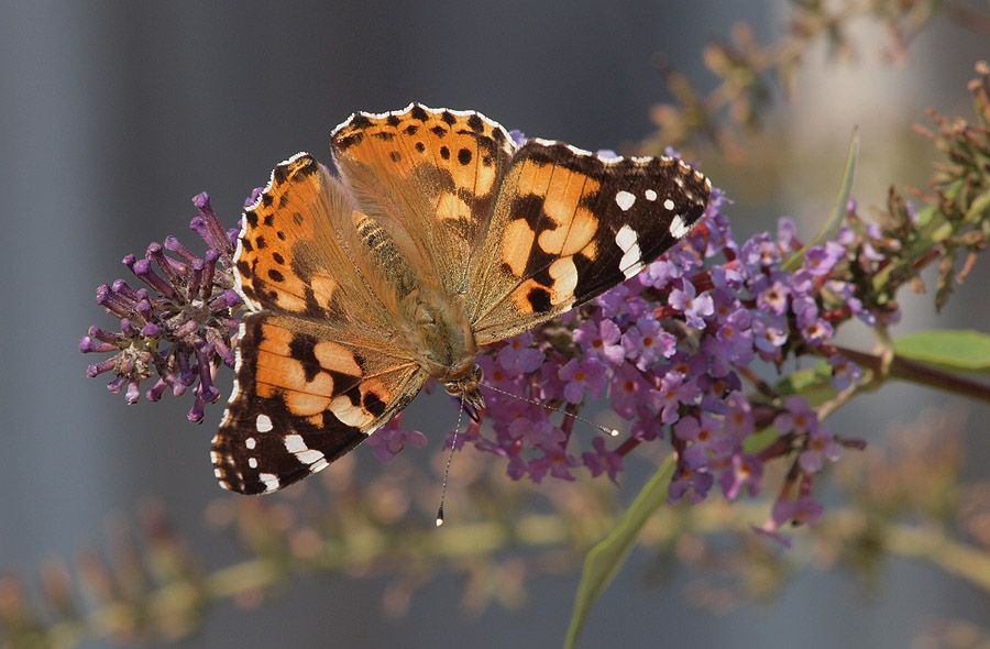 Painted Lady