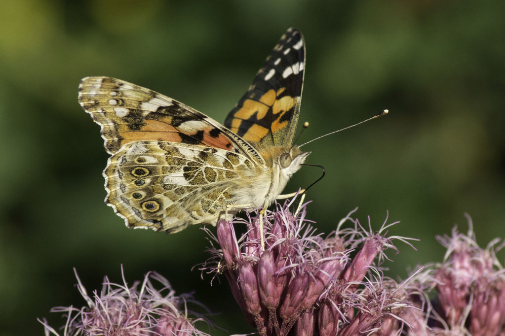 Painted Lady