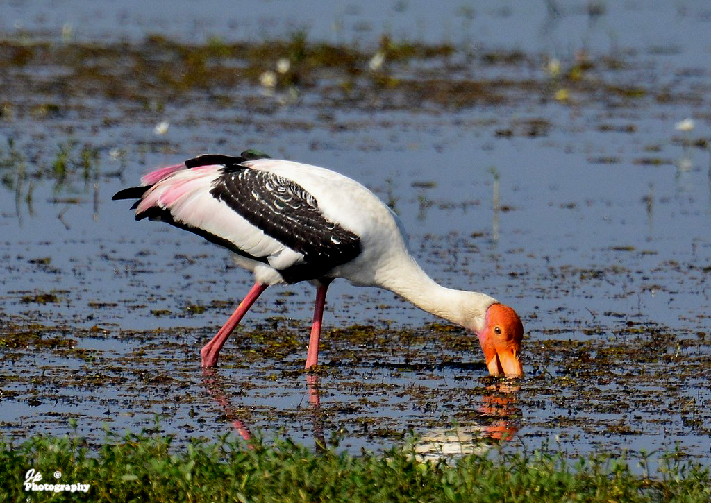 Painted Stork