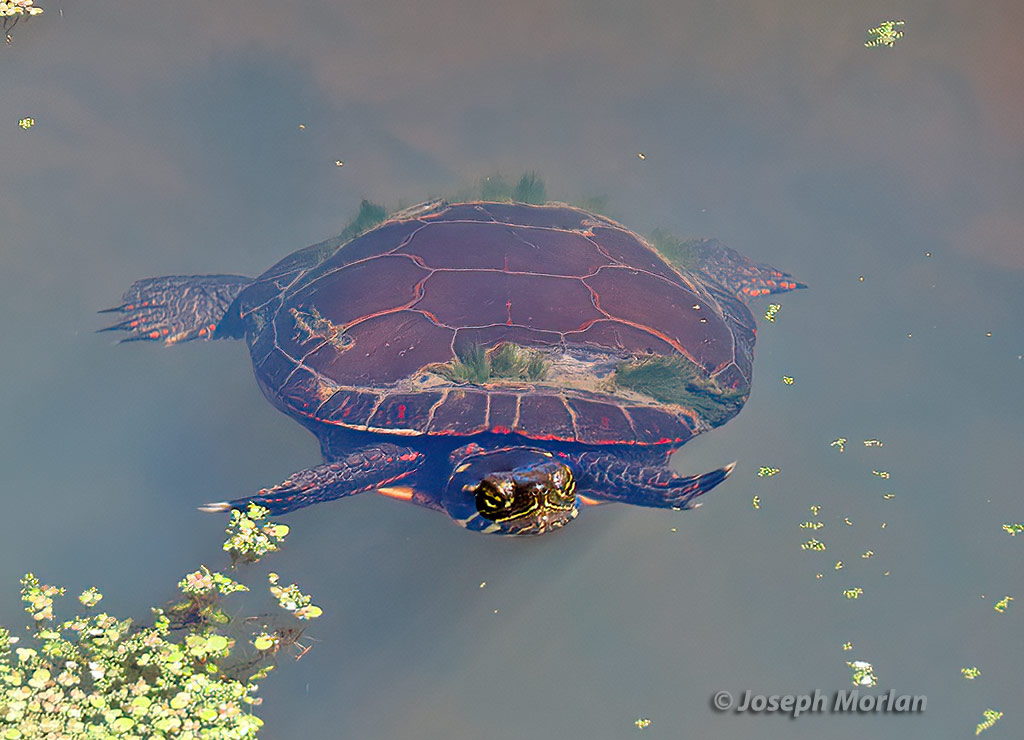 Painted Turtle (Chrysemys picta)