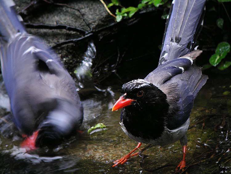 pair of blue magpies bathing